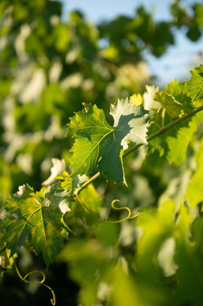 Wine Club – Home Tasting